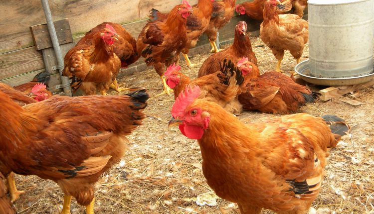 Poultry-farming1