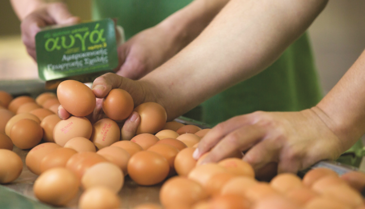 American Farmer School  6