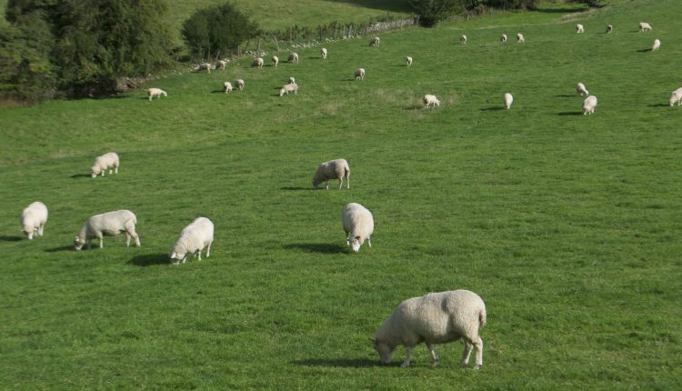 sheeps 2