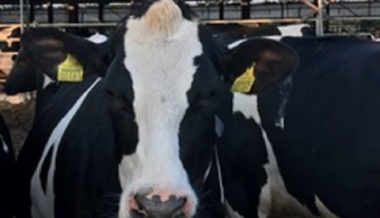 Holstein, cows 8