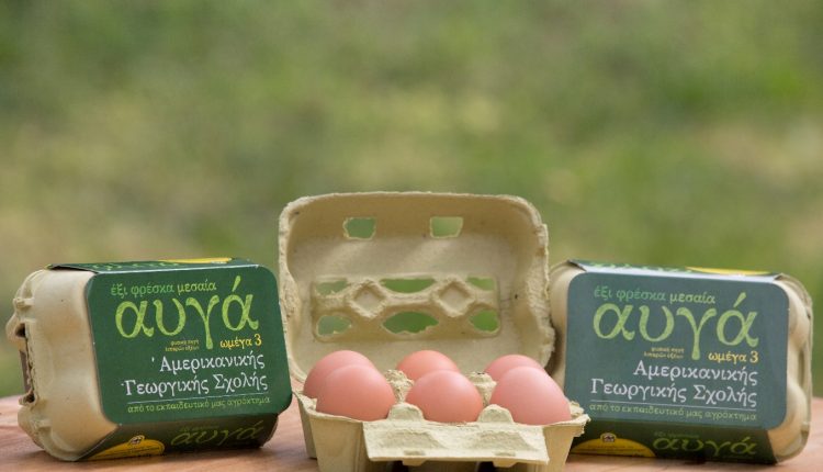 American Farmer School eggs 2