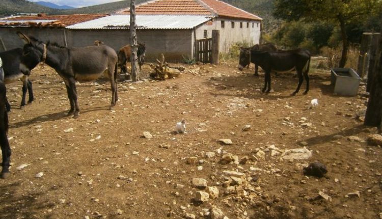 Tsihouridis Farm