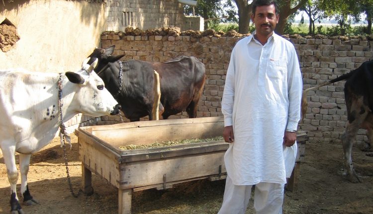Dairy farmer Pakistan