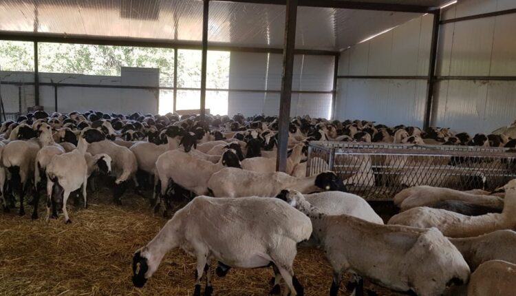 sheep farming 20