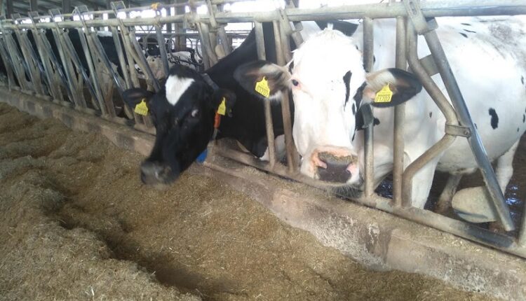 cow farming 12