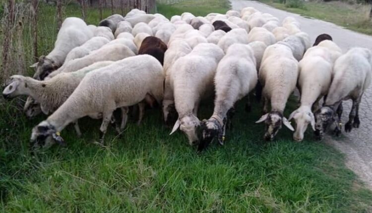 sheep farming 24