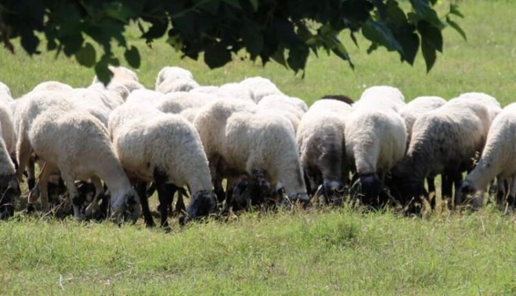 sheep farming 23