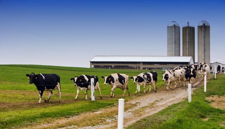 Eurostat: Πόσο γάλα παράγει η ΕΕ;