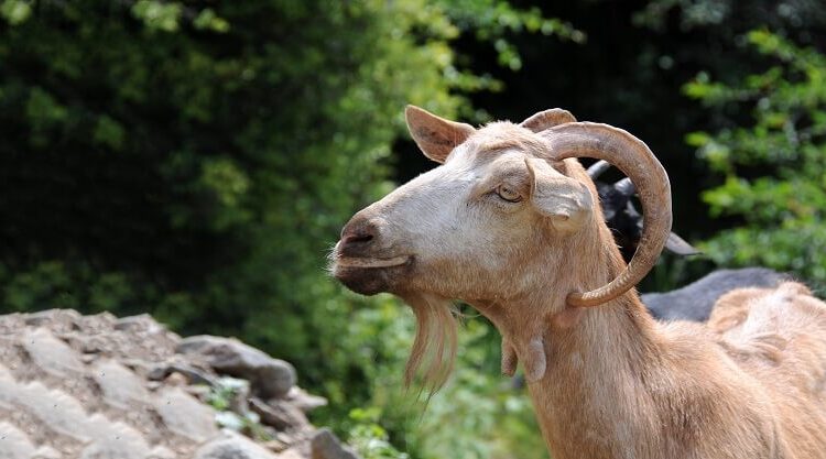 Goat farming 14